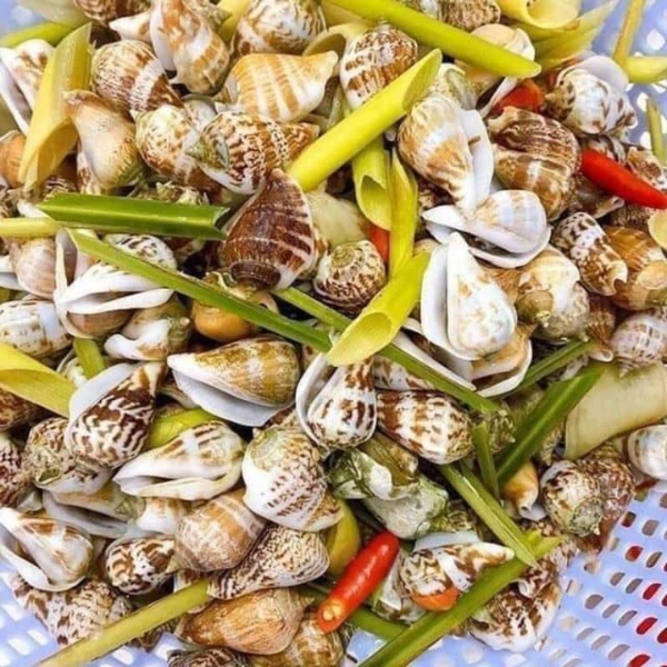Ốc nhảy giá sỉ