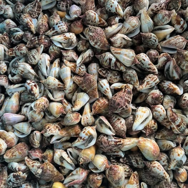 ốc nhảy giá sỉ