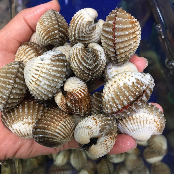 sò huyết cồ giá sỉ
