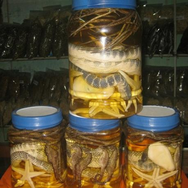 Đẻn biển giá sỉ 
