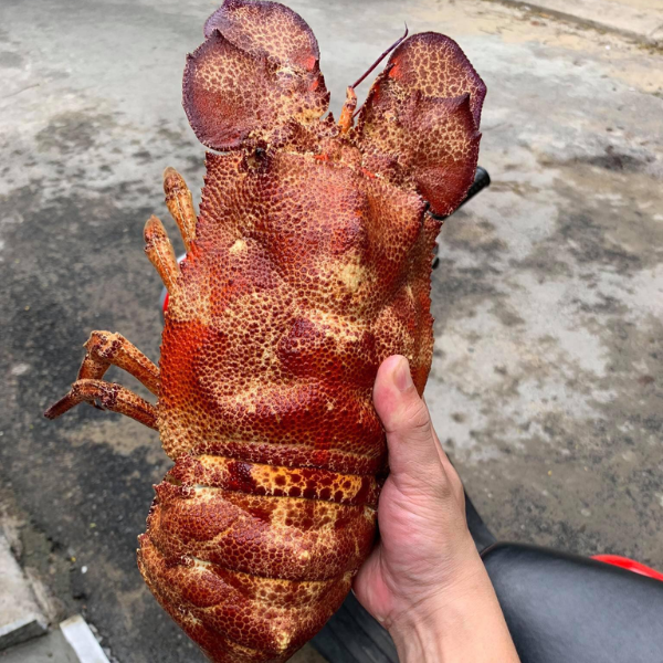Tôm mũ ni sống giá sỉ