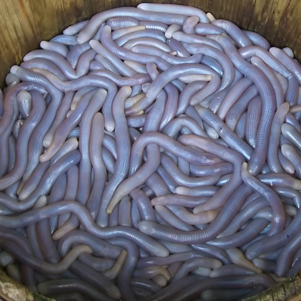 Sá Sùng giá sỉ