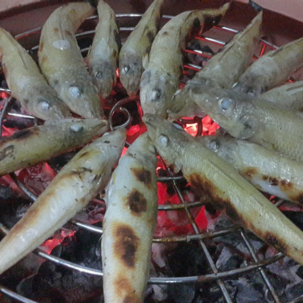 Cá đục giá sỉ