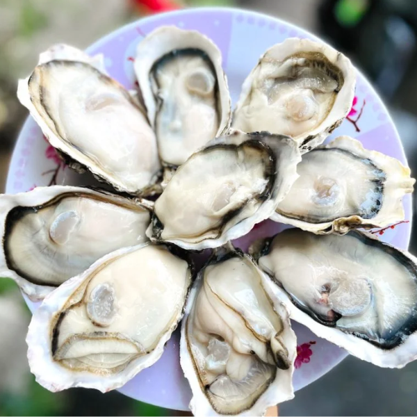hàu sữa ngon chất lượng