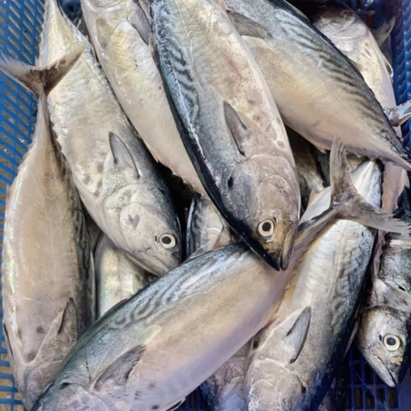 Cá thu ngừ ngon