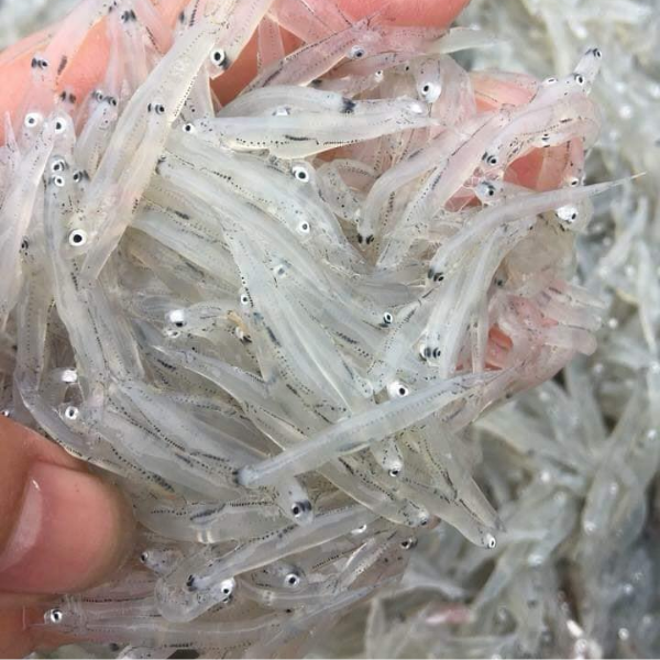 Cá mờm tươi giá sỉ