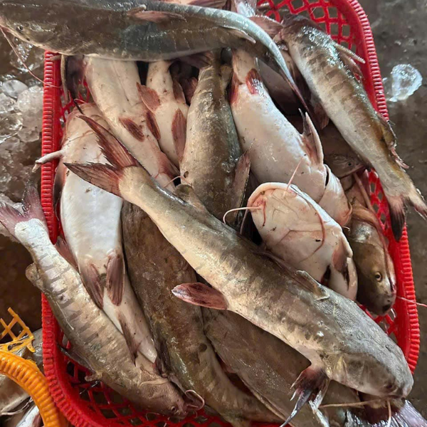 Cá úc tươi giá sỉ